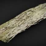 cracked bark 3d model