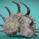 Crown Shell