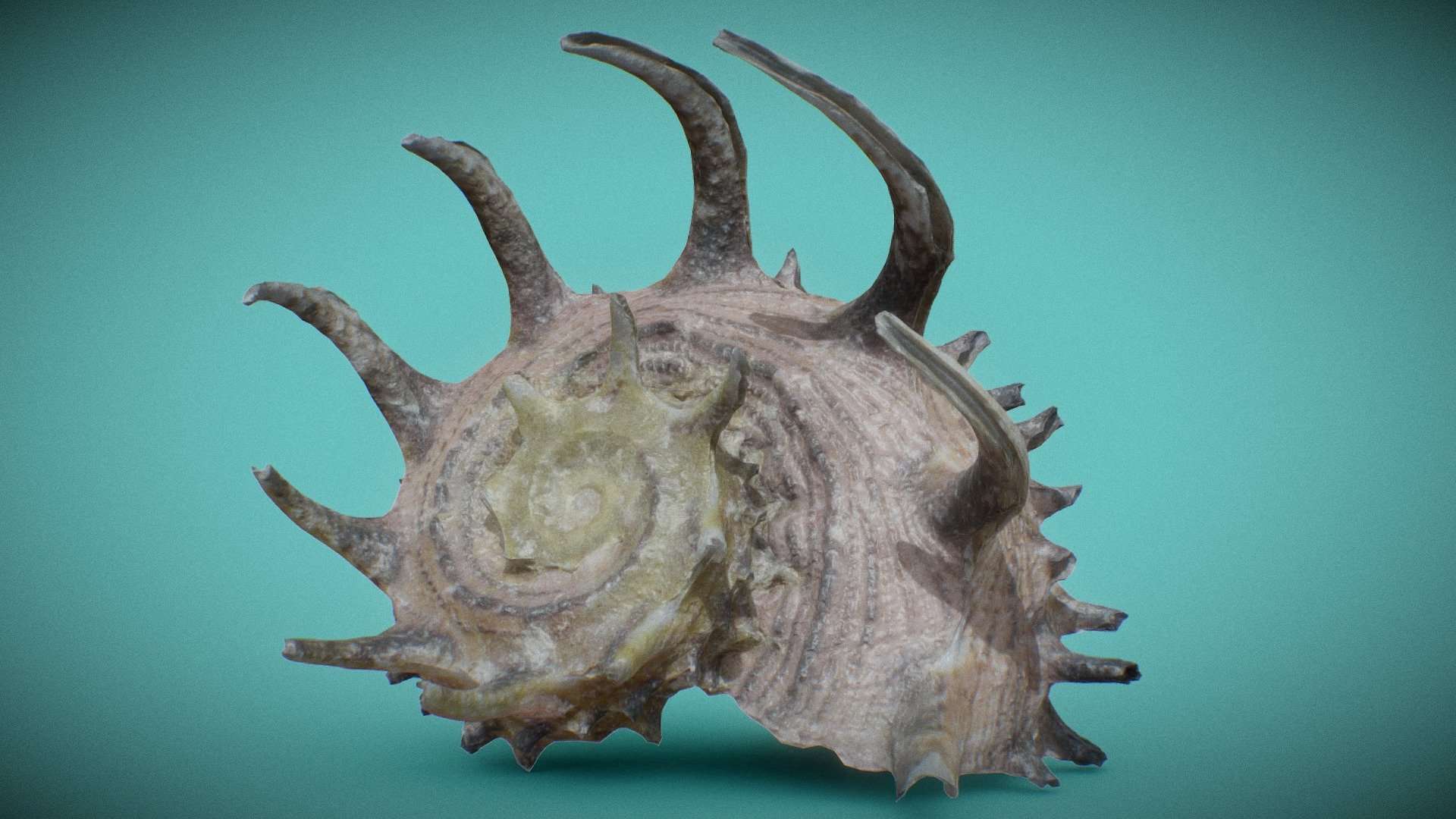 Crown Shell