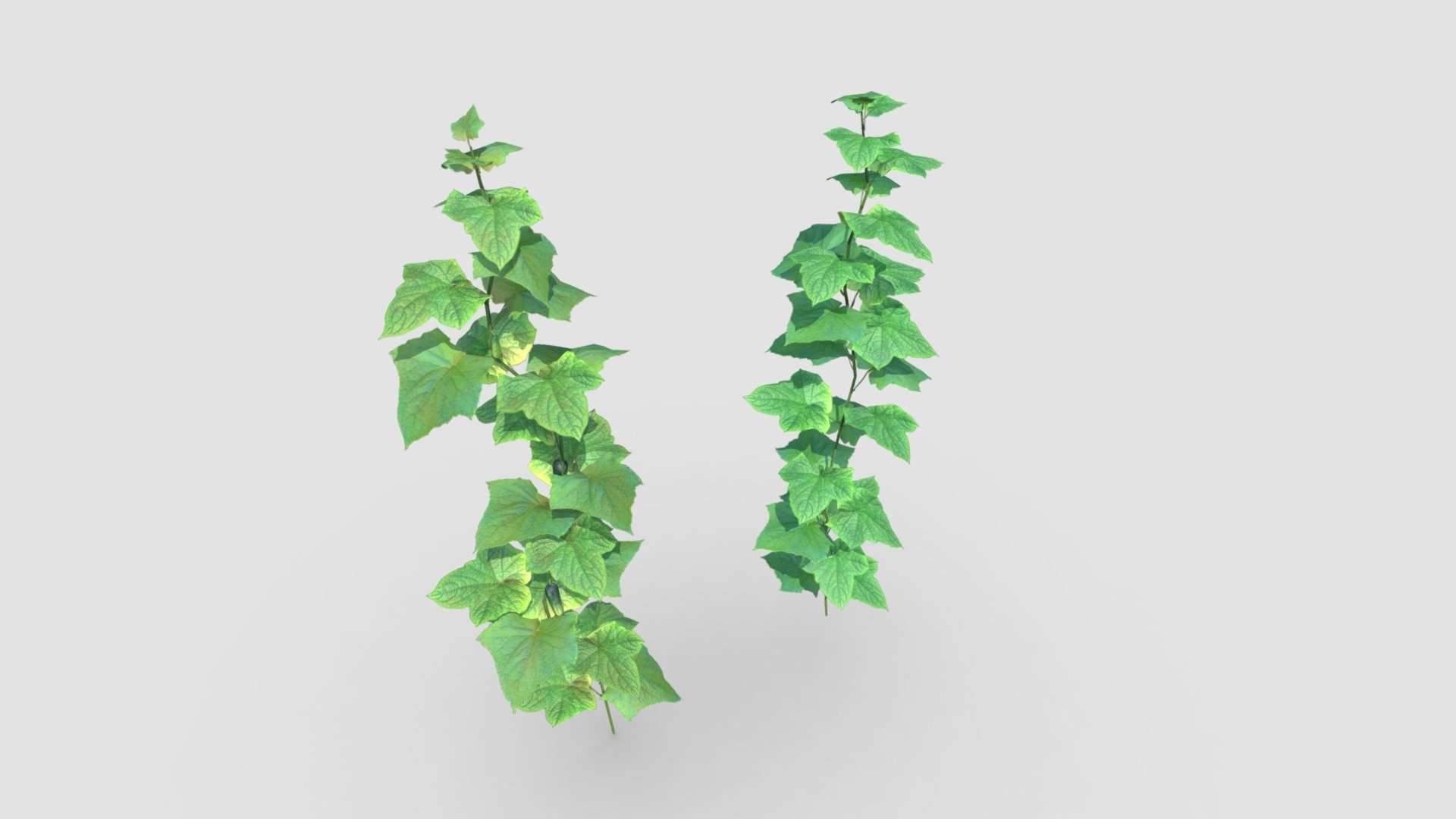 Cucumber Plants With Fruit | Game Assets