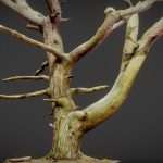 Dancing Tree