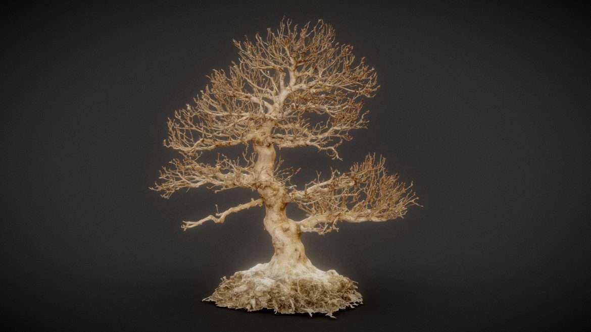 dead bonsai 1 3d model