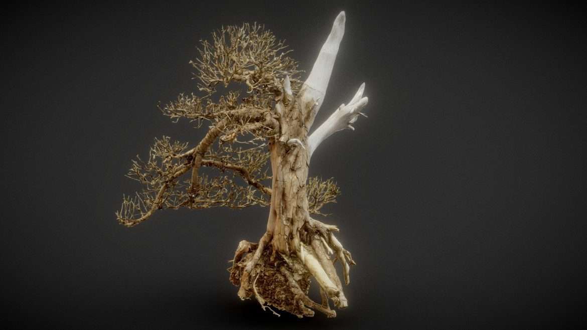 dead bonsai 3 3d model