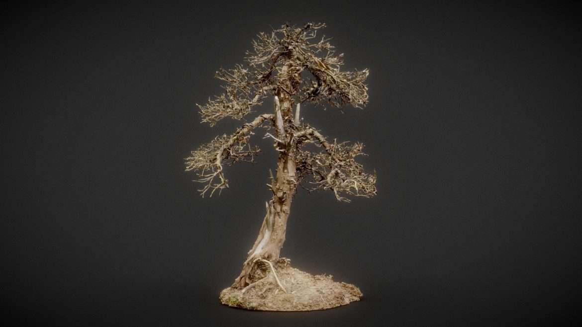 dead bonsai 4 3d model
