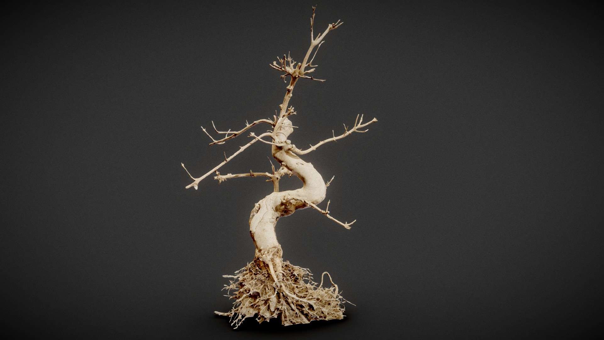 Dead Bonsai 6