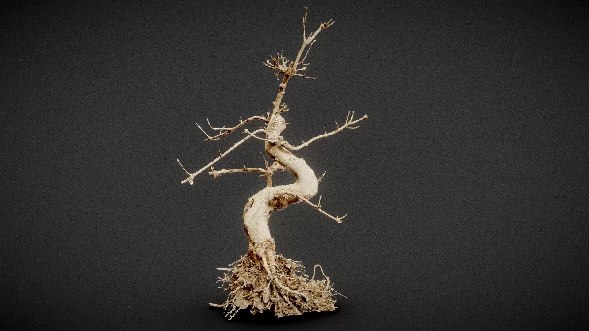 Dead Bonsai 6