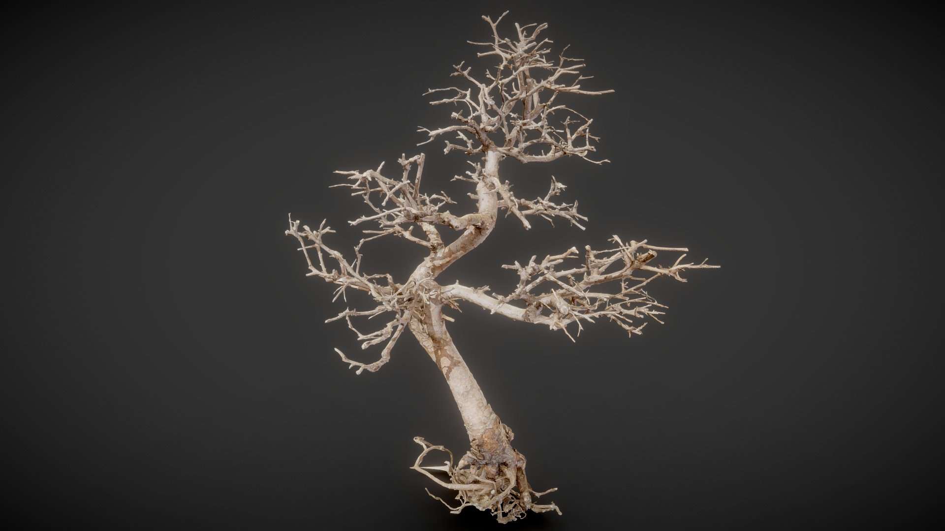 Dead Bonsai 9
