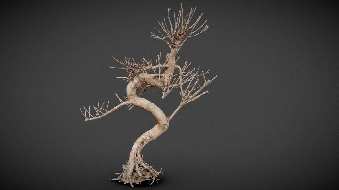 dead bonsai tree 8 3d model