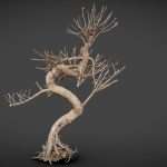 dead bonsai tree 8 3d model