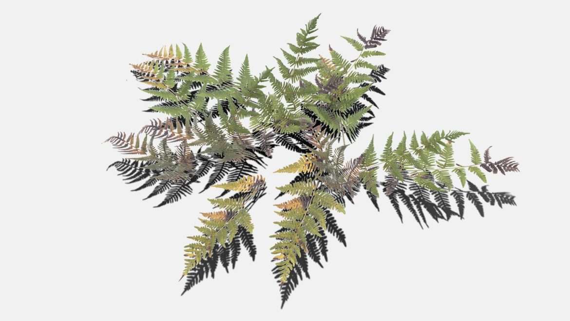 dead fern 3d model