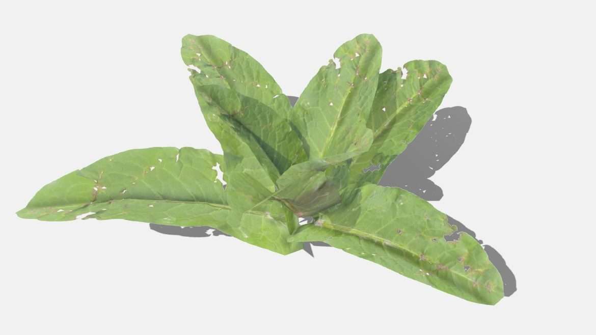 doc leaf 3d model