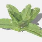 Doc Leaf