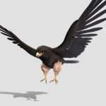 Falcon