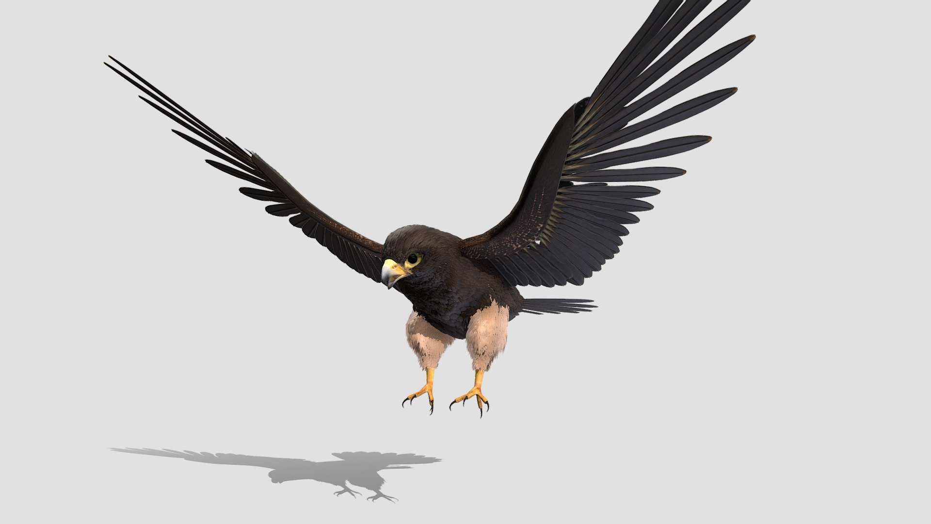 Falcon