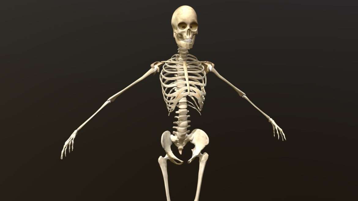 female skeleton 3d model