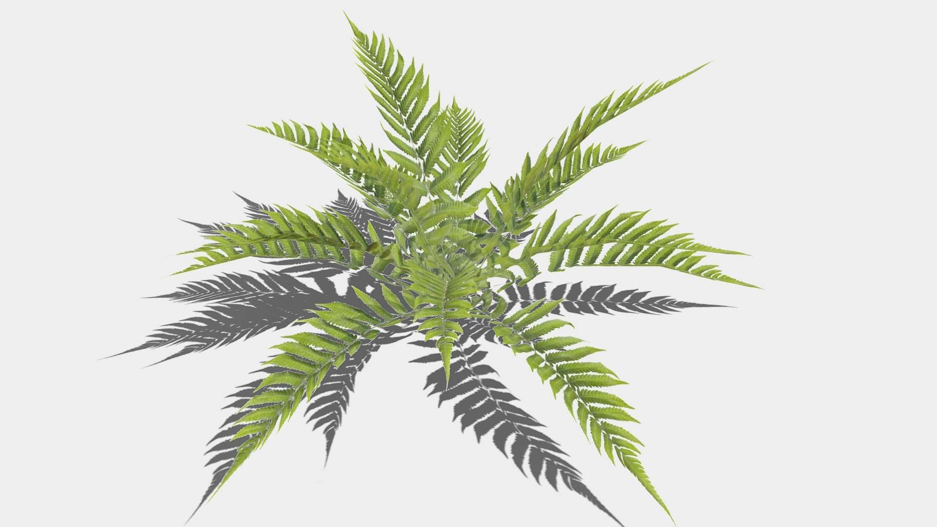 Fern01