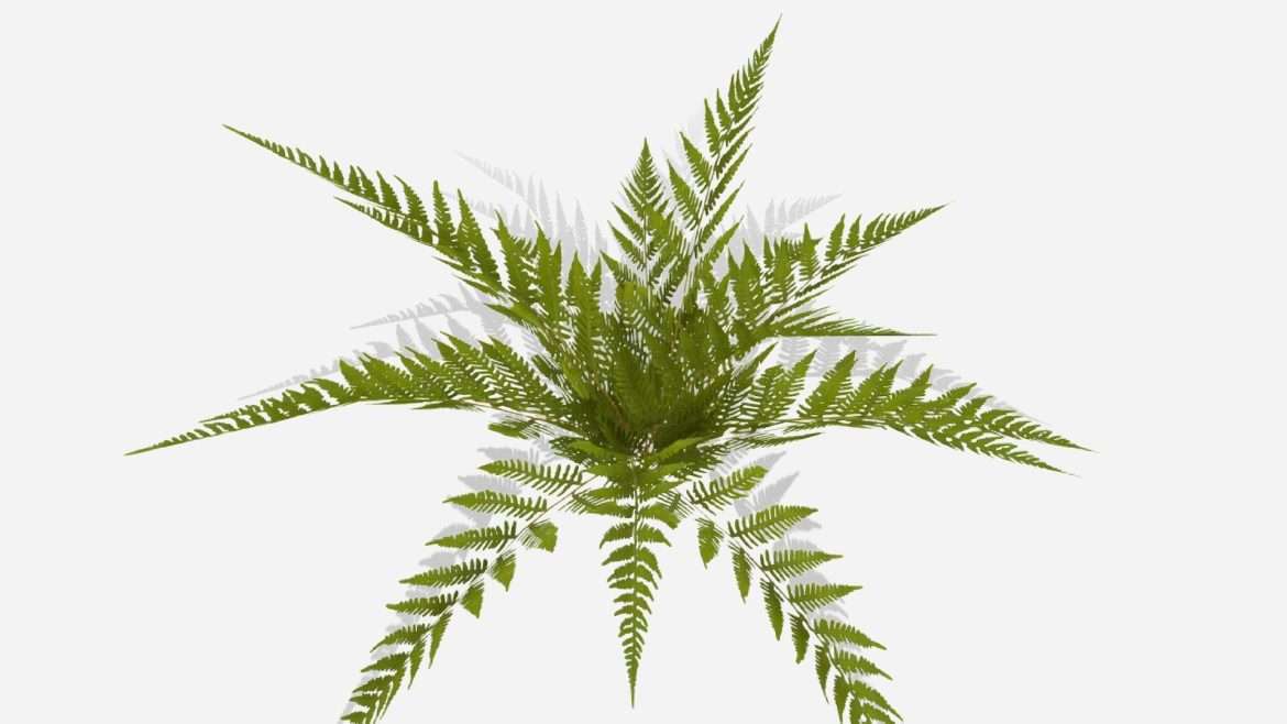 fern03 3d model