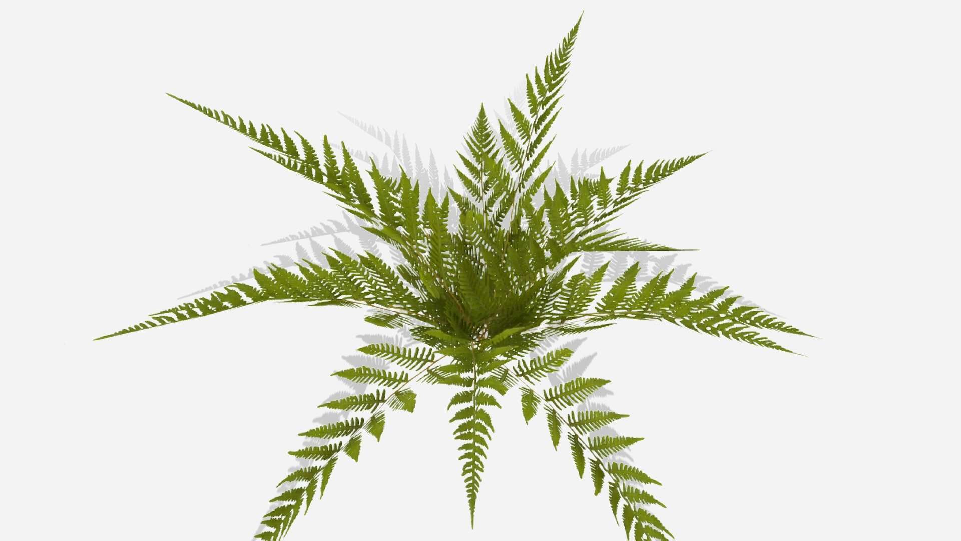 Fern03