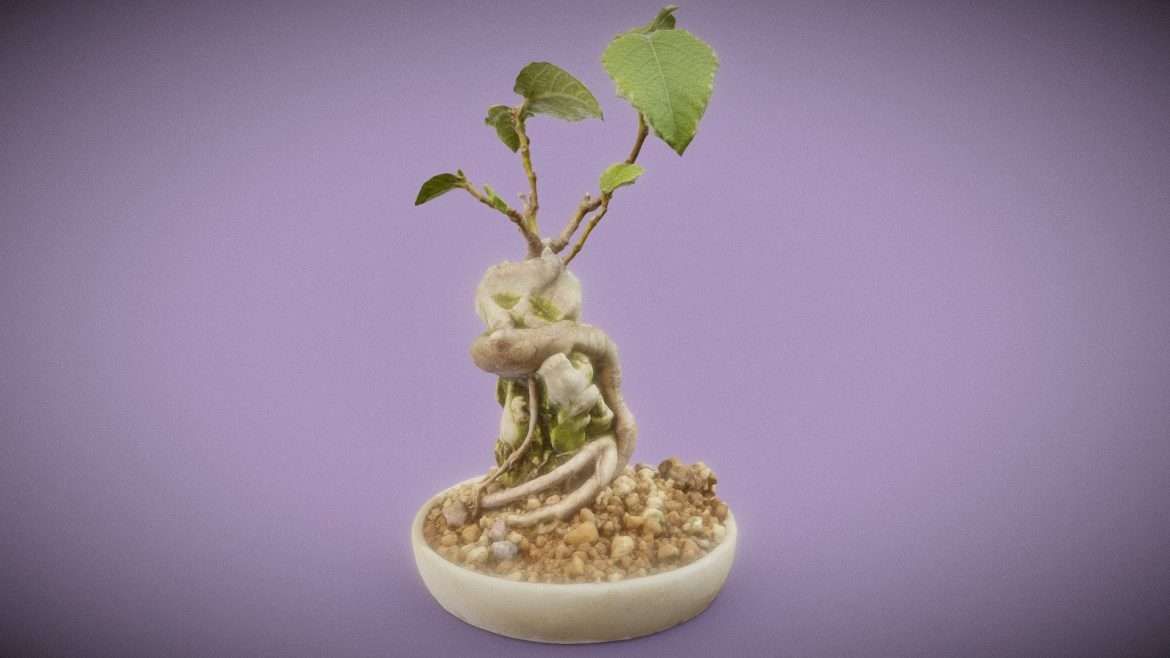 ficus carica 3d model
