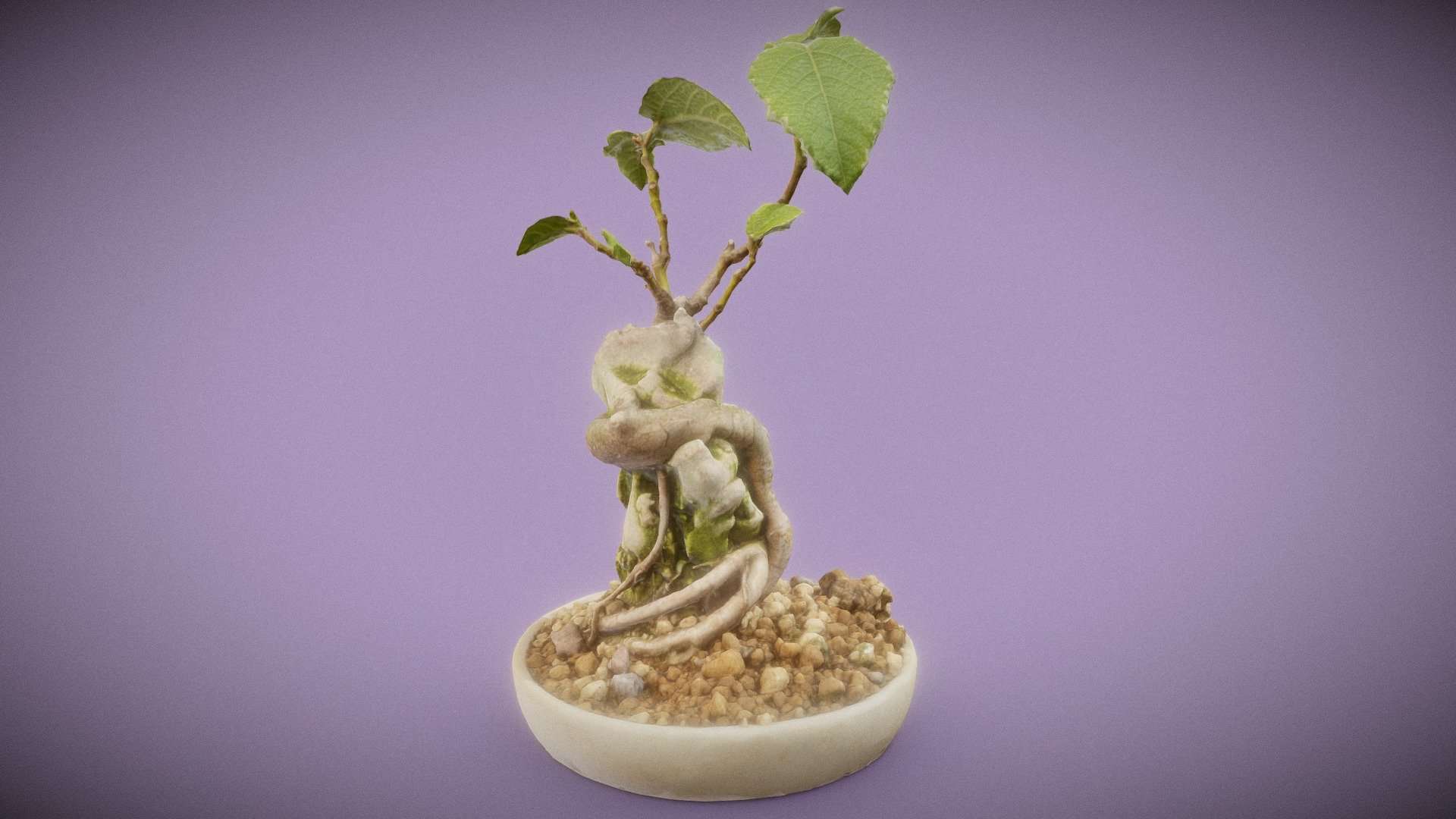 Ficus Carica