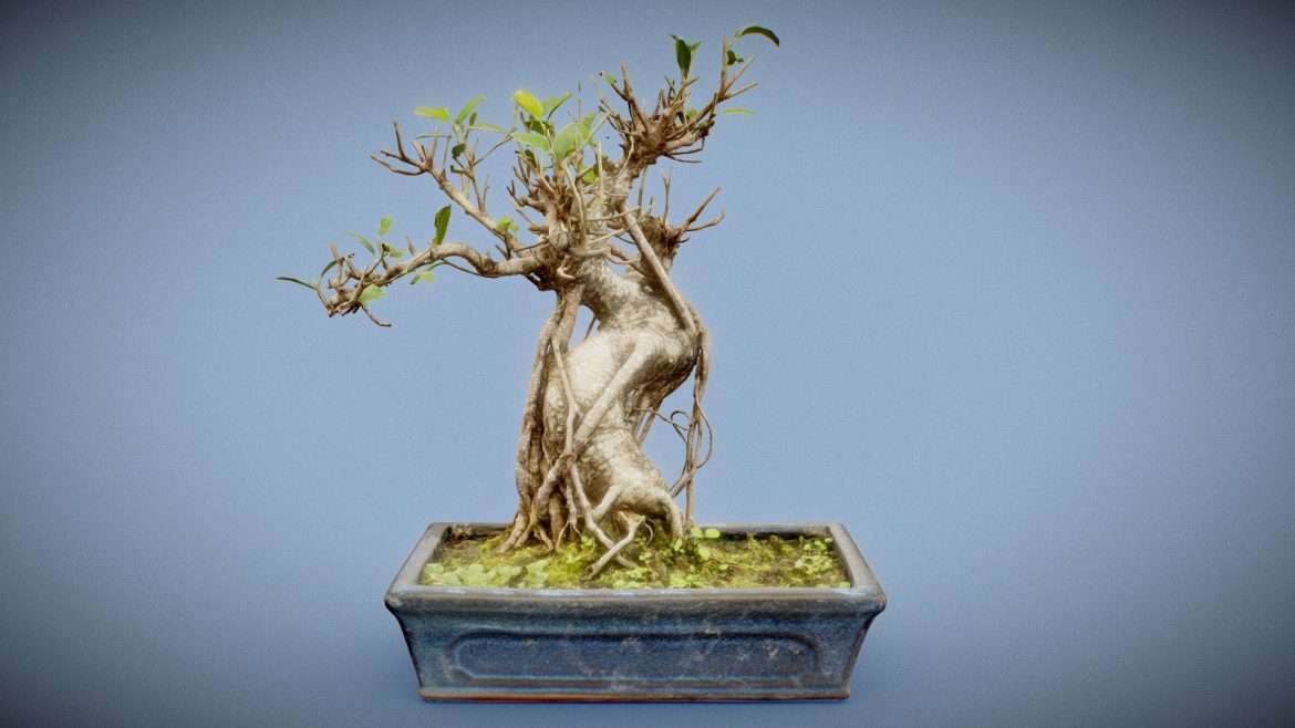 ficus retusa 3d model