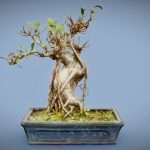 Ficus Retusa
