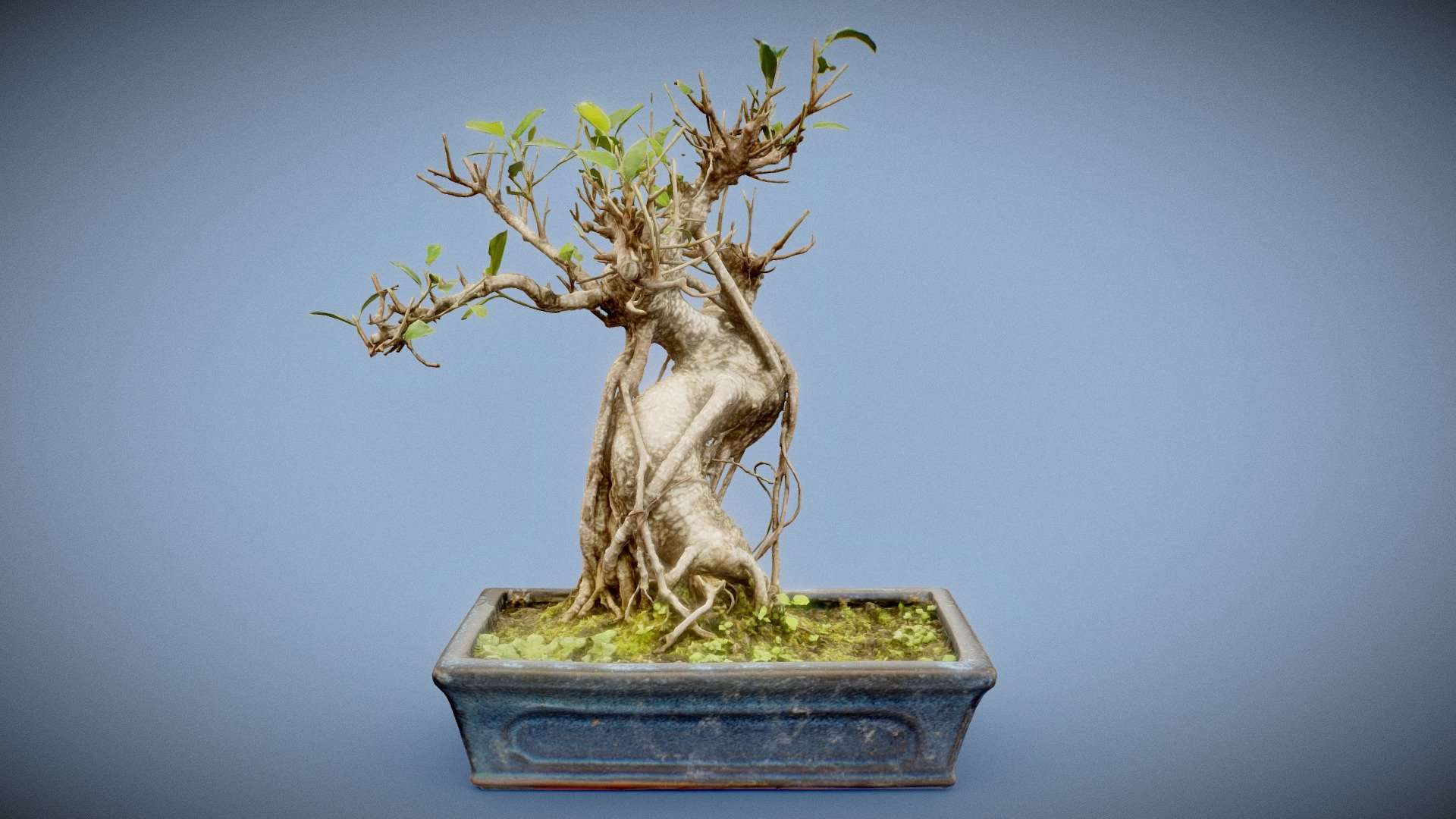 Ficus Retusa