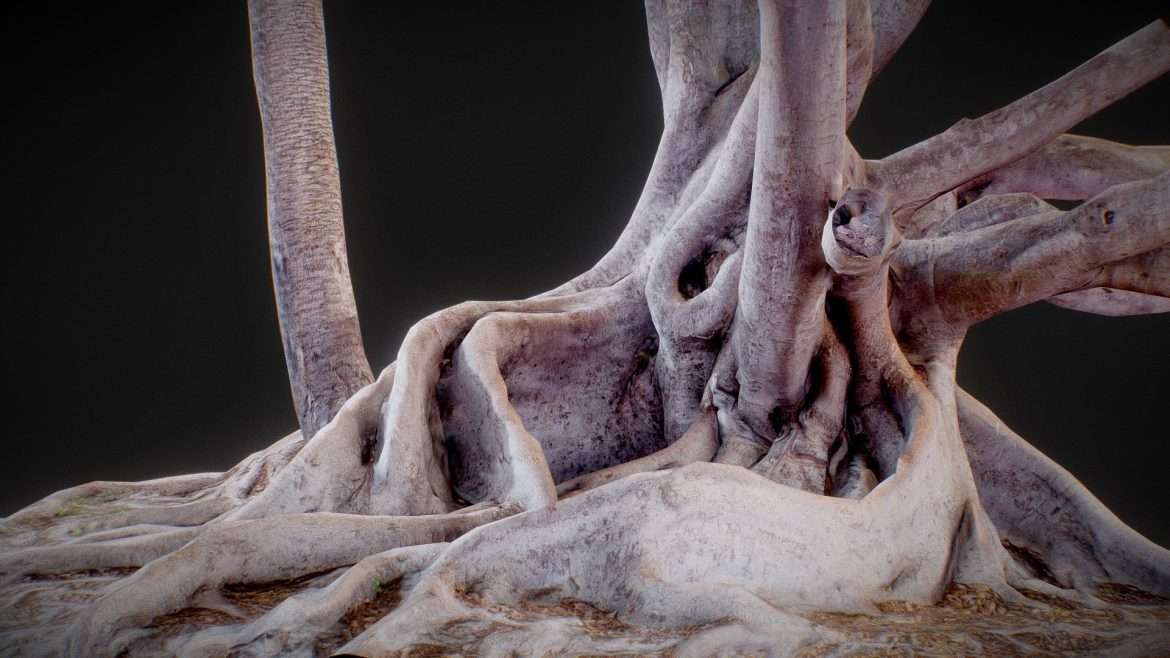 fig tree 3d model