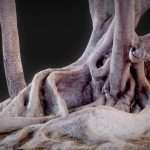 Fig Tree