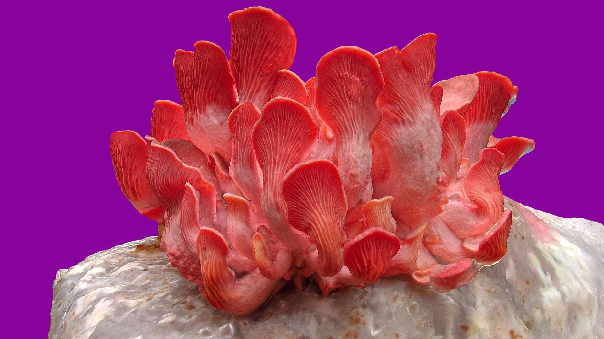 Flamingo Pink Oyster Mushroom Growing Kit