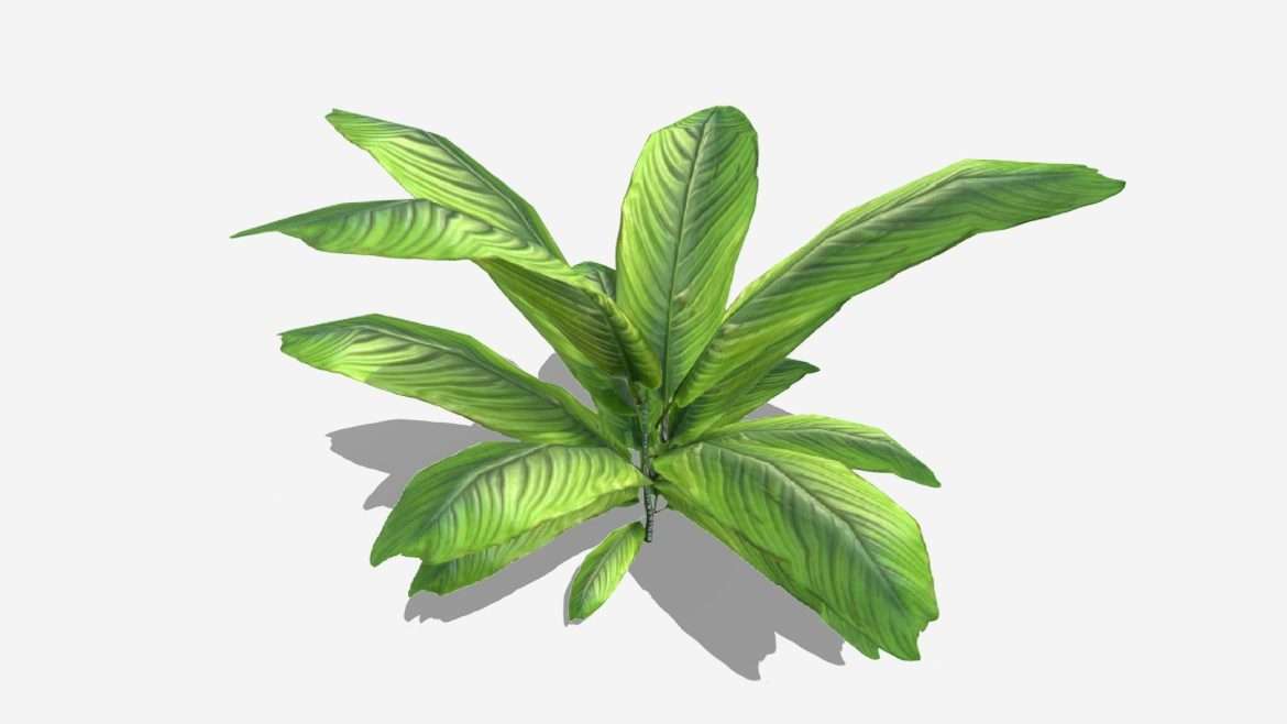 ground plant 3d model
