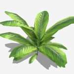 Ground Plant