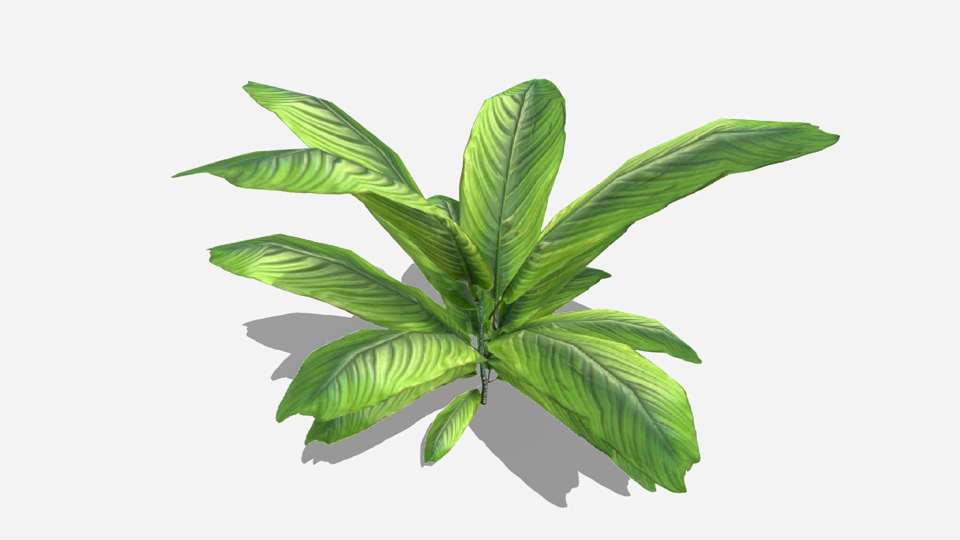 Ground Plant