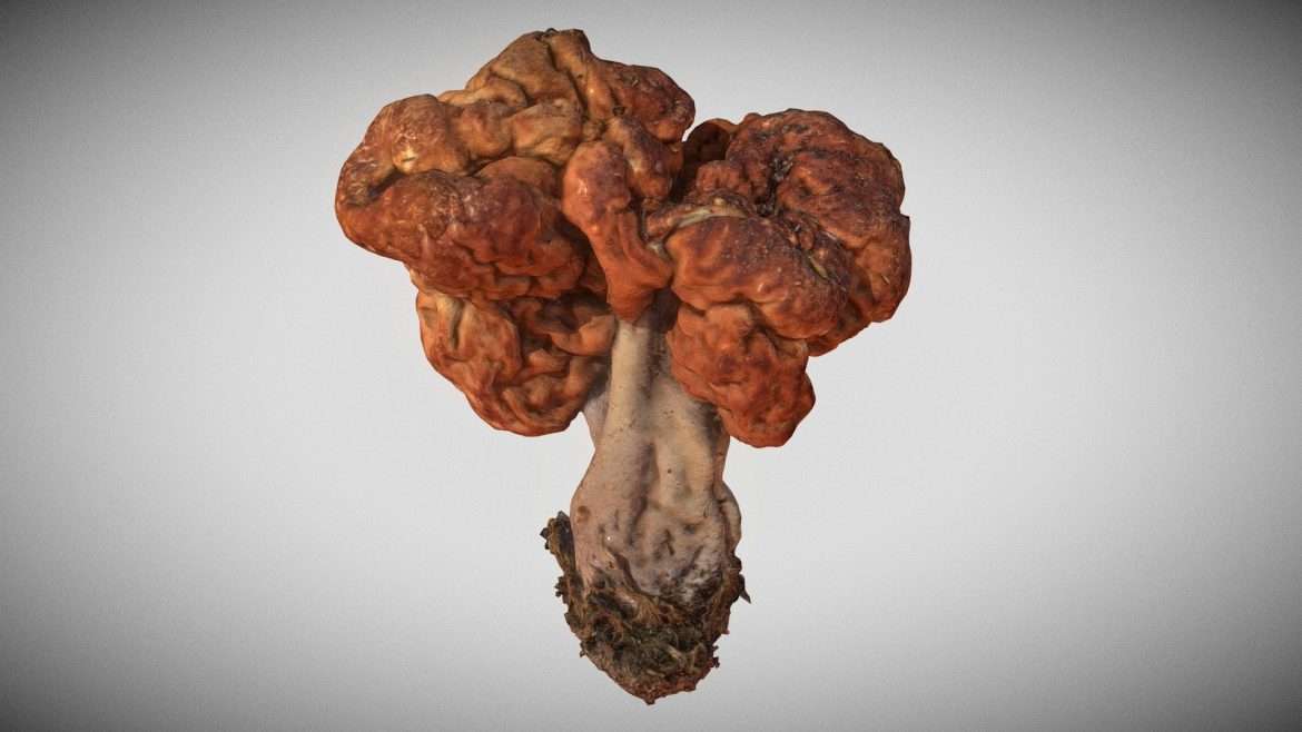 gyromitra esculenta beefsteak mushroom morel 3d model