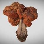 gyromitra esculenta beefsteak mushroom morel 3d model