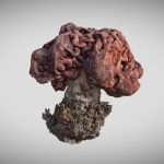 Helvella, Gyromitra esculenta – turban fungus