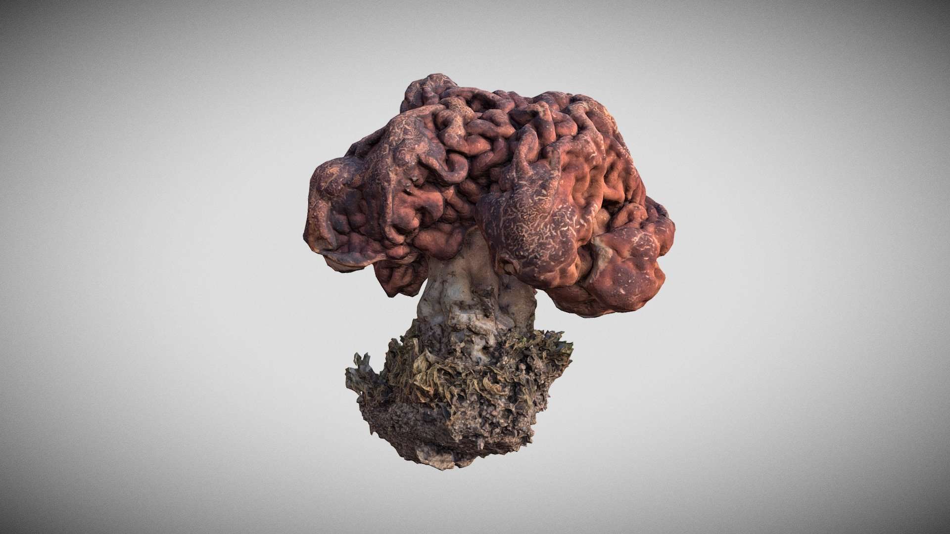 Helvella, Gyromitra esculenta – turban fungus