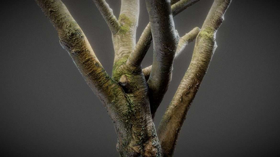 intense tree 3d model