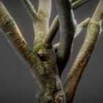 Intense Tree