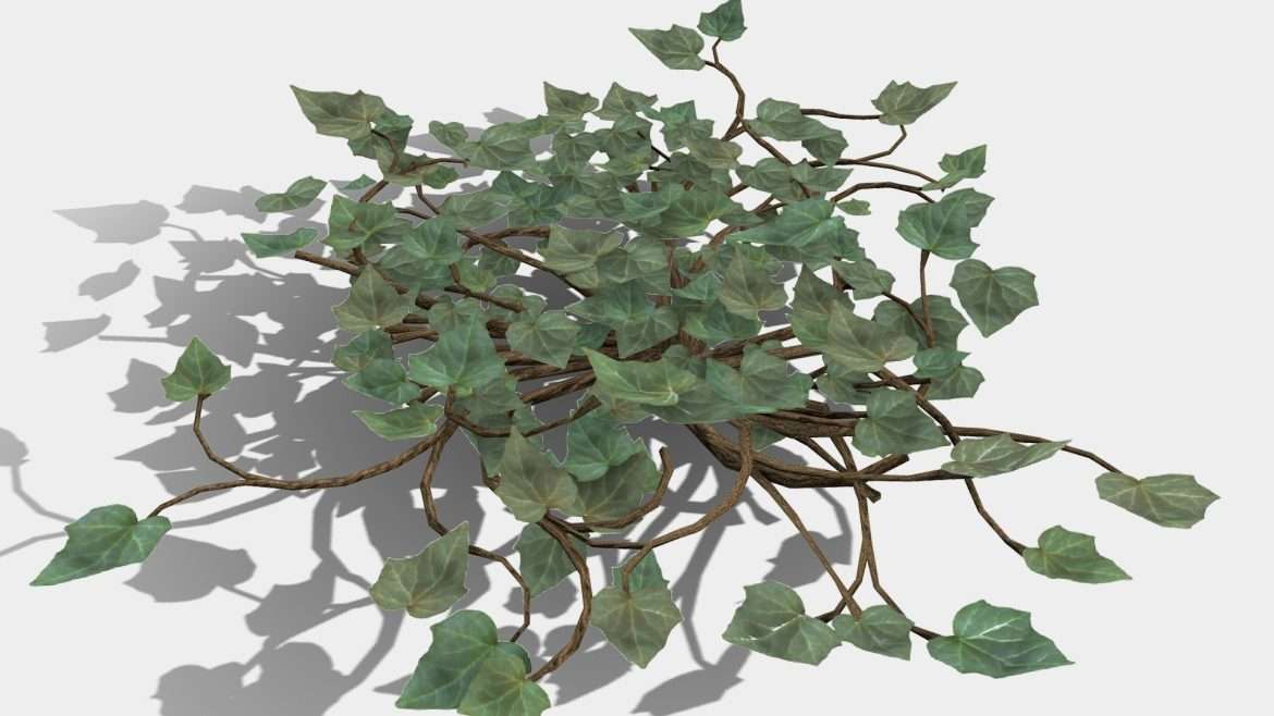 Ivy Plant 3d Model - Detailed 3D model of climbing ivy plant with PBR textures
