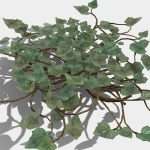 IVY