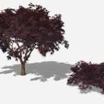 Japanese Maple