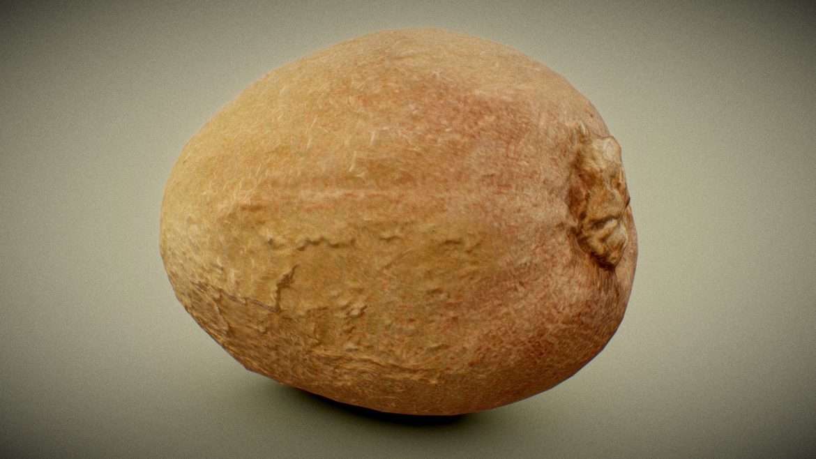 kiwi 3d model