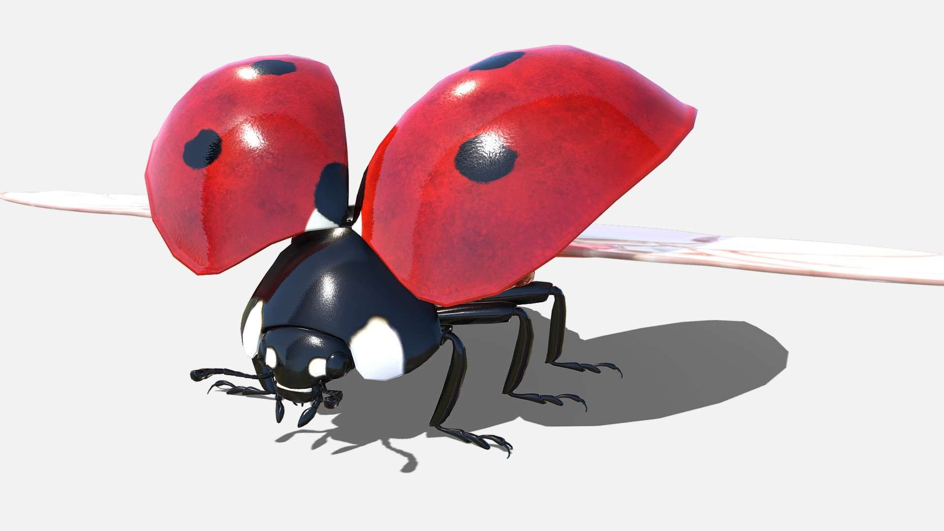 Ladybird