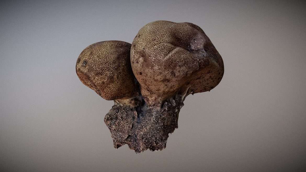 langermannia giant puffball high poly for vfx 3d model