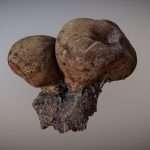 langermannia giant puffball high poly for vfx 3d model