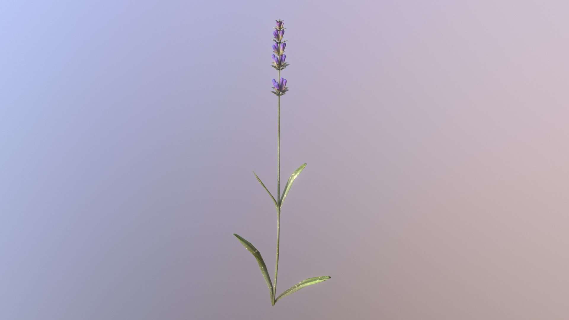 Lavender