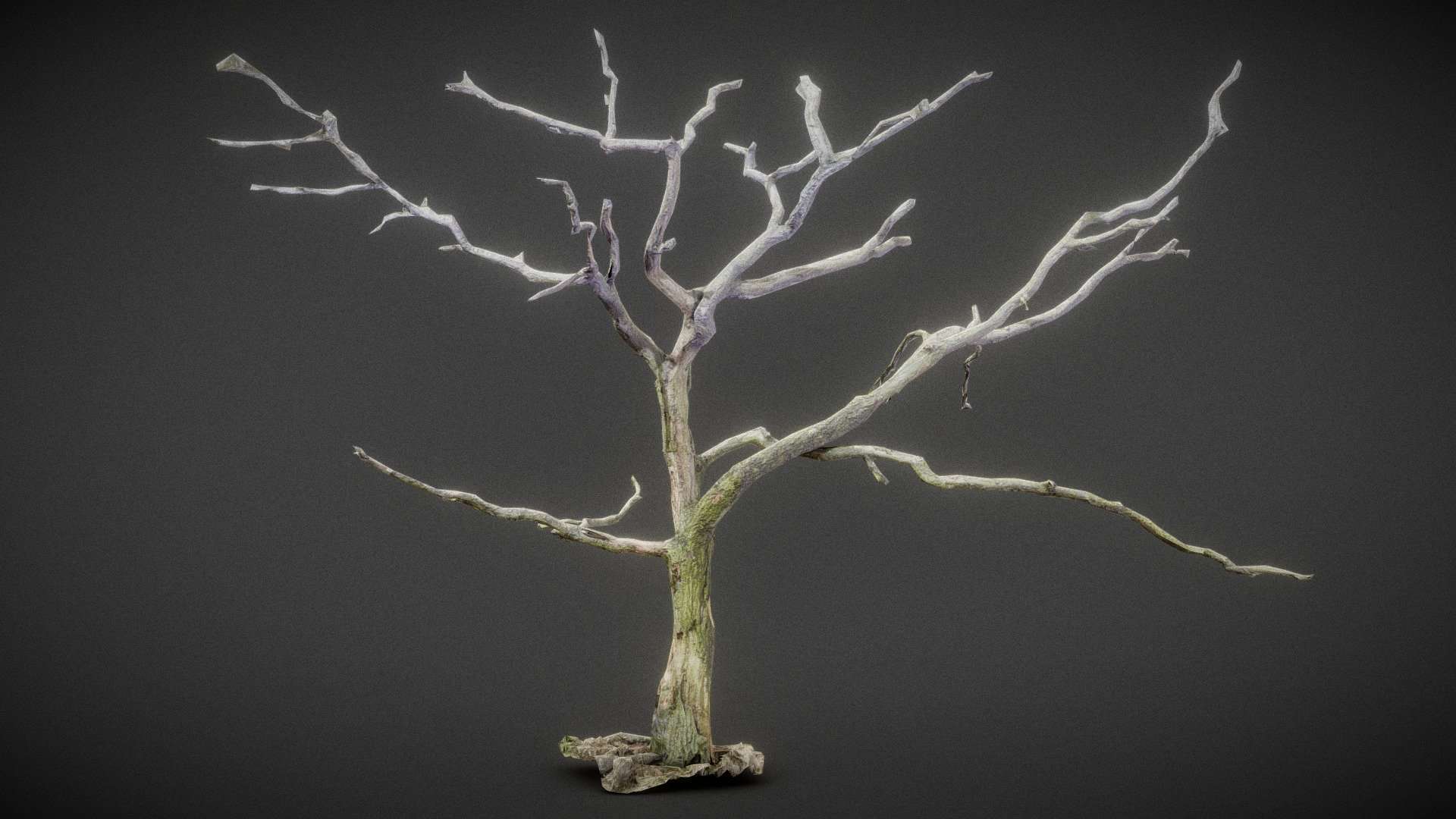 Lonesome Tree