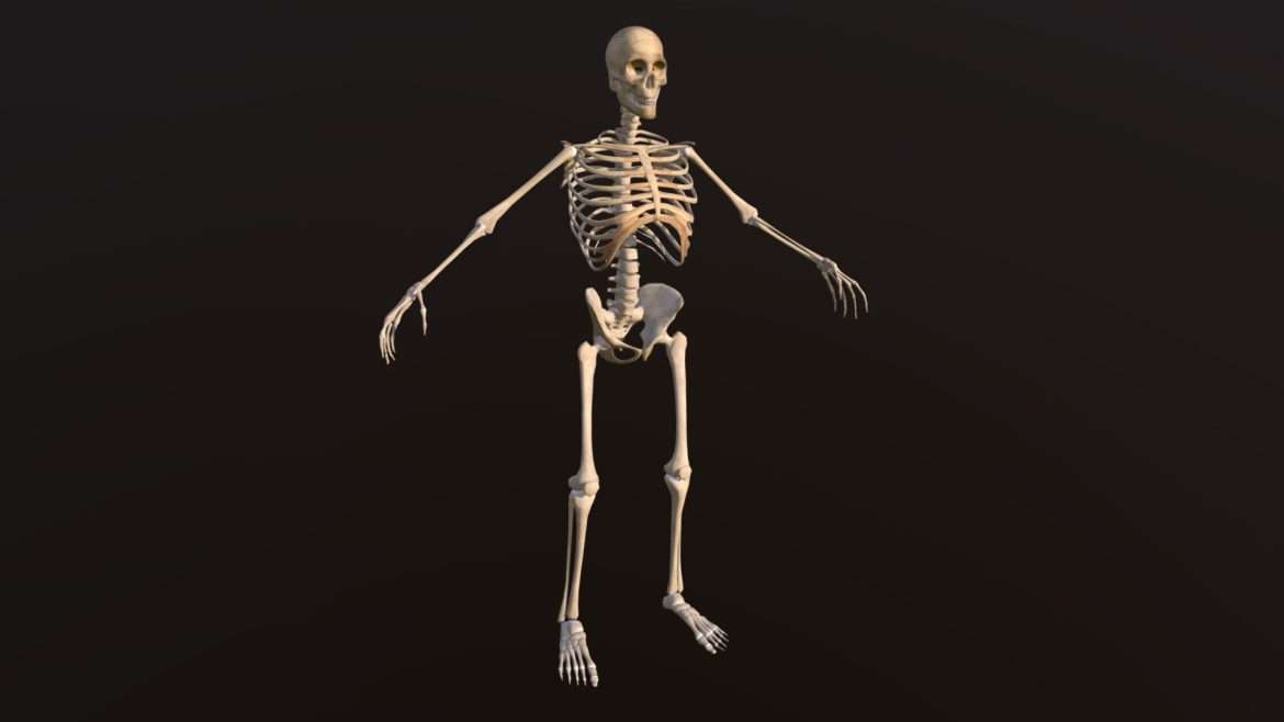 male human skeleton 3d model