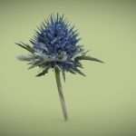 Marian Mary Blessed Thistle Silybum Marianum